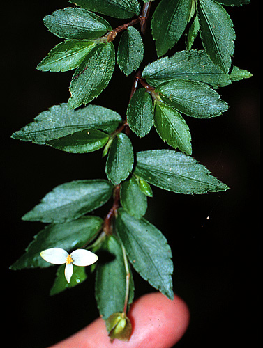 B. foliosa var. miniata